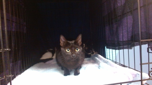 Shelter Stray Female Cat last seen Near BLOCK ST AND 57 AVE, 3599 NW 79th Ave, Doral, FL 33122, USA