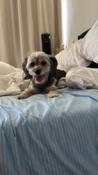 Reunited Male Dog last seen Hermosa and Carter Ave, Sierra Madre, CA 91024