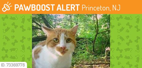 Found/Stray Unknown Cat last seen Hutchinson Rd, Princeton, NJ, Princeton, NJ 08540