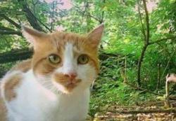 Found/Stray Unknown Cat last seen Hutchinson Rd, Princeton, NJ, Princeton, NJ 08540