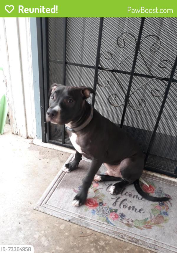 Reunited Male Dog last seen Lake Road, Killeen, TX 76543