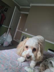Reunited Female Dog last seen Harmons Grocery Store, Kearns, UT 84118