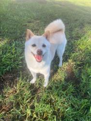 Reunited Female Dog last seen Summerall Apartment, Riverview, FL 33578