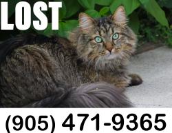 Lost Male Cat last seen Grand Cornell, Hwy7/Ninth line, Markham, Markham, ON 