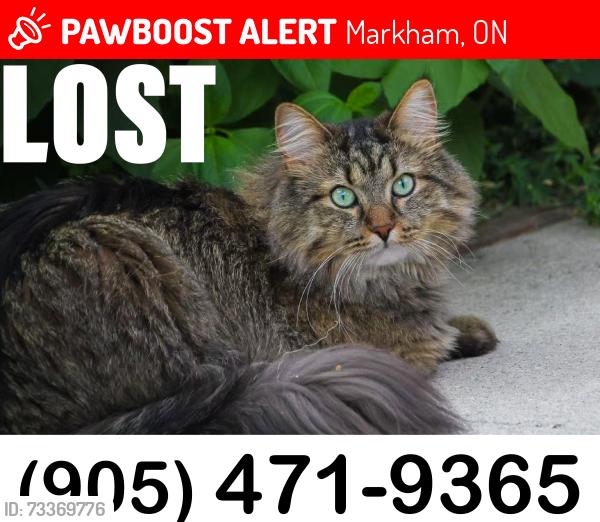 Lost Male Cat last seen Grand Cornell, Hwy7/Ninth line, Markham, Markham, ON 