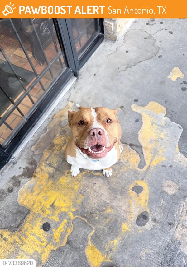 Found/Stray Female Dog last seen Near w military dr, San Antonio, TX 78227