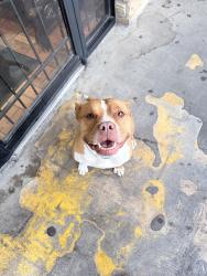 Found/Stray Female Dog last seen Near w military dr, San Antonio, TX 78227