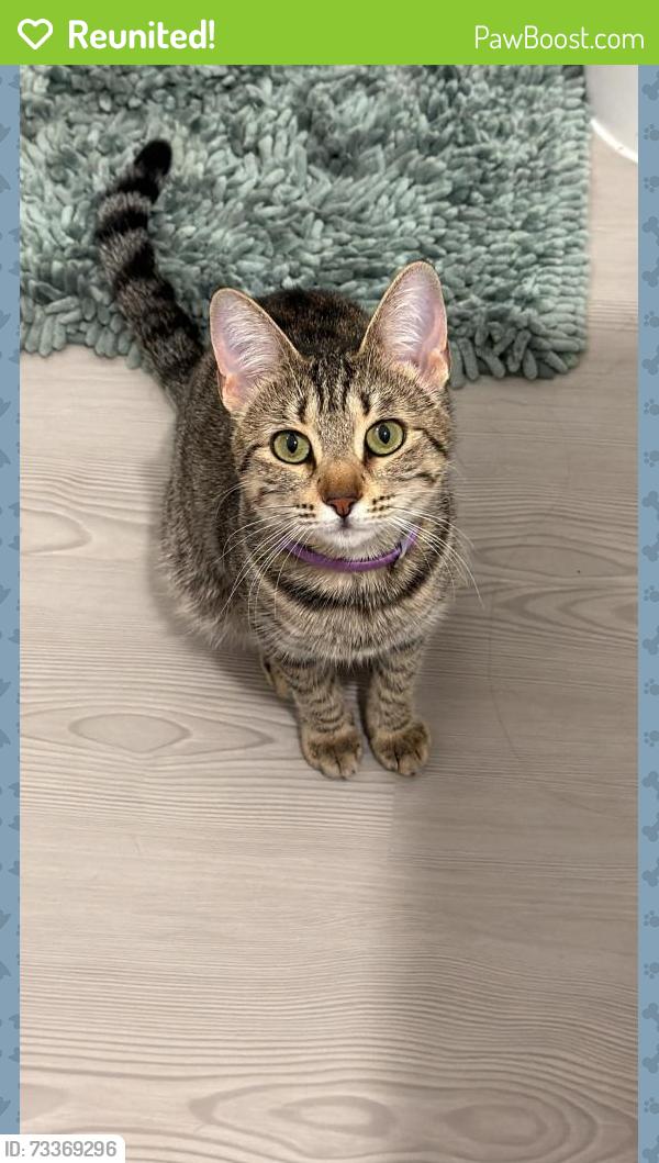 Reunited Female Cat last seen Backcountry Dr, Apollo Bay& Brightpark wy, Little Elm, TX 75068