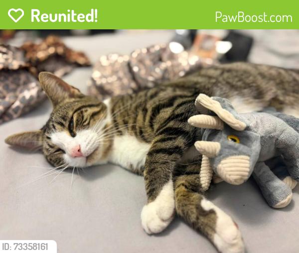 Reunited Female Cat last seen Wakering road/ poynters lane end, Southend-on-Sea, England 