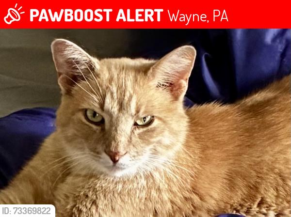 Lost Male Cat last seen Louella Court, Wayne, PA 19087