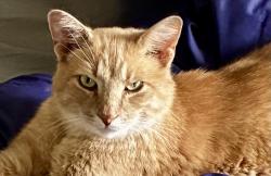 Lost Male Cat last seen Louella Court, Wayne, PA 19087