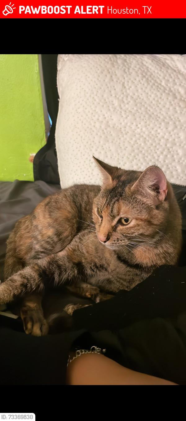 Lost Female Cat last seen El buey & Falvey, Houston, TX 77017
