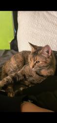 Lost Female Cat last seen El buey & Falvey, Houston, TX 77017