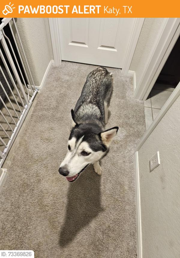 Found/Stray Female Dog last seen Close Wood Way and Gohan Dr, Katy, TX 77449