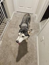 Found/Stray Female Dog last seen Close Wood Way and Gohan Dr, Katy, TX 77449