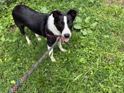 Found/Stray Unknown Dog last seen W. Spencer and N. Park Avenue, Philadelphia, PA 19141