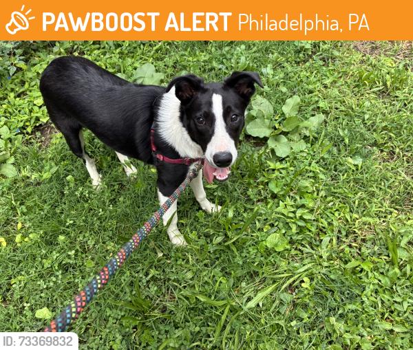 Found/Stray Unknown Dog last seen W. Spencer and N. Park Avenue, Philadelphia, PA 19141