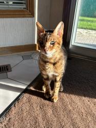 Reunited Male Cat last seen Starlight Crescent, Mississauga, Mississauga, ON L4W 4R4