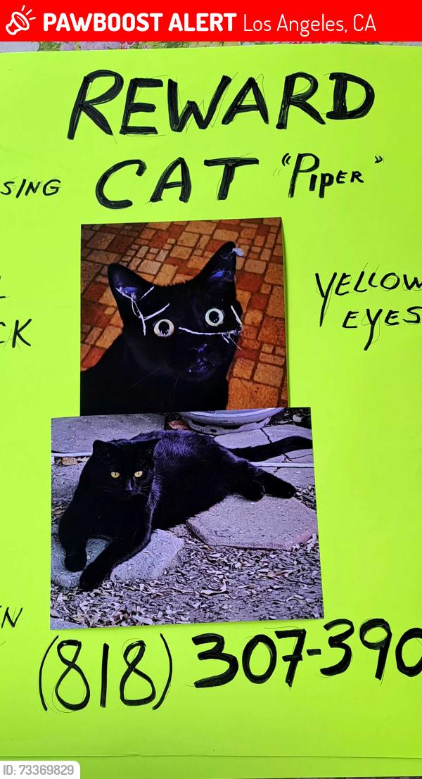 Lost Male Cat last seen Woodlake and Burbank, Los Angeles, CA 91367
