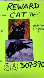 Lost Male Cat last seen Woodlake and Burbank, Los Angeles, CA 91367