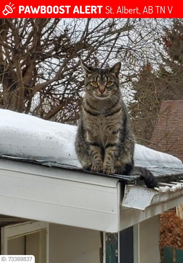 Lost Male Cat last seen Lodgepole Crescent, Bellerose Composite High School, Giroux Road, St. Albert, AB T8N 2V1