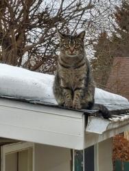 Lost Male Cat last seen Lodgepole Crescent, Bellerose Composite High School, Giroux Road, St. Albert, AB T8N 2V1