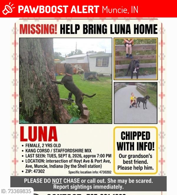 Lost Male Dog last seen Hoyt and Port Muncie,Indiana 47302, Muncie, IN 47302