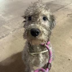 Shelter Stray Unknown Dog last seen , 124 Evergreen Ave, Newark, NJ 07114, USA