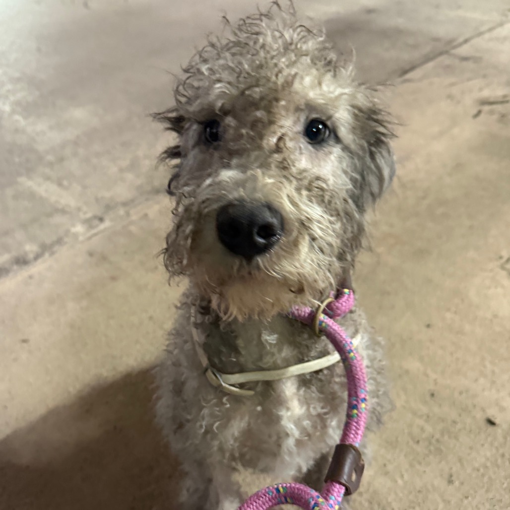 Shelter Stray Unknown Dog last seen , 124 Evergreen Ave, Newark, NJ 07114, USA