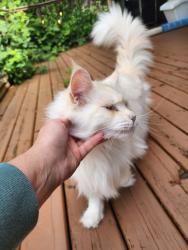 Lost Female Cat last seen 104th ave and 280th st ruskin, Maple Ridge, BC V2W 1L5