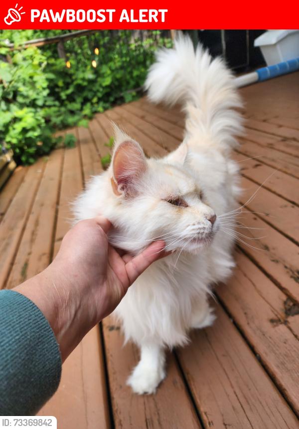 Lost Female Cat last seen 104th ave and 280th st ruskin, Maple Ridge, BC V2W 1L5