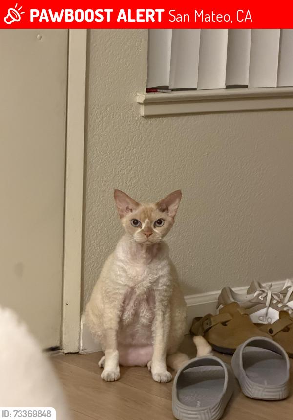Lost Male Cat last seen Near Masthead Lane, San Mateo, CA 94404