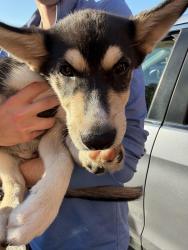 Found/Stray Male Dog last seen Highway 220 and Steeplechase, Greensboro, NC 27406