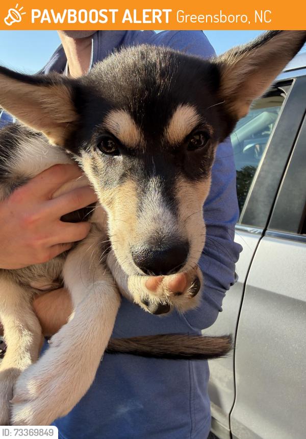Found/Stray Male Dog last seen Highway 220 and Steeplechase, Greensboro, NC 27406