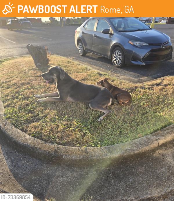 Found/Stray Unknown Dog last seen Ollies, Rome, GA 30161