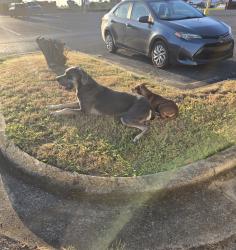 Found/Stray Unknown Dog last seen Ollies, Rome, GA 30161