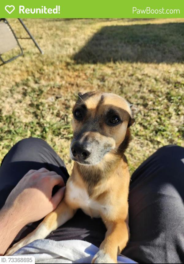 Reunited Male Dog last seen Second Ward, Houston, Tx, Houston, TX 77003