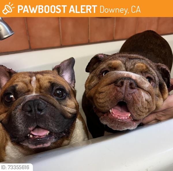Found/Stray Male Dog last seen Telegraph Rd and Paramount, Downey, CA 90240