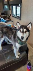 Lost Female Dog last seen Islington and Albion, Toronto, ON M9V 2V5