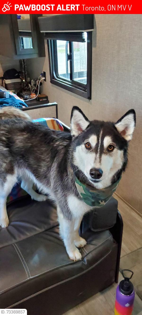 Lost Female Dog last seen Islington and Albion, Toronto, ON M9V 2V5