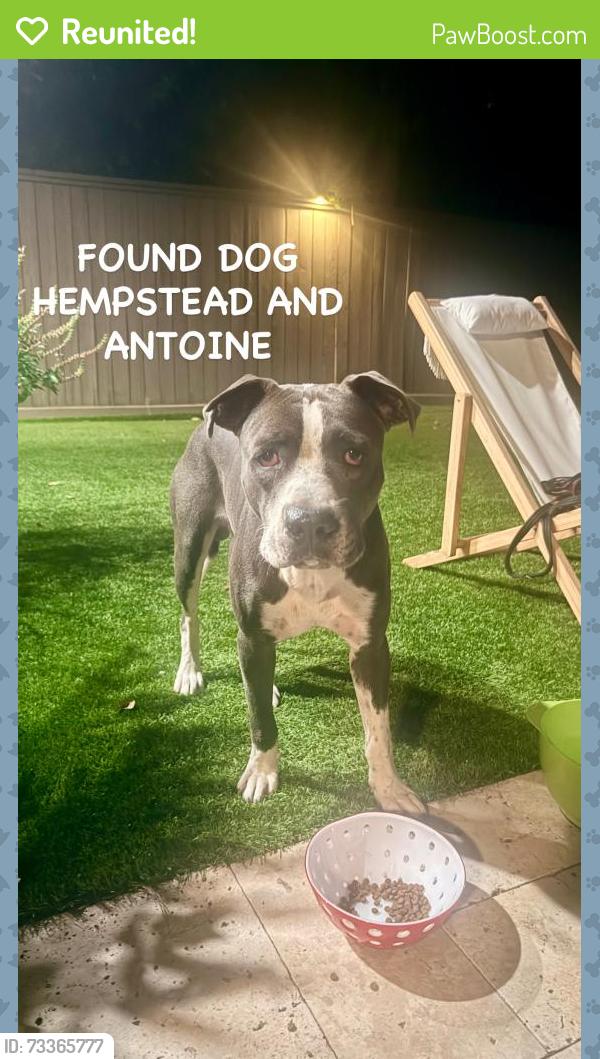 Reunited Male Dog last seen Near Todd st, Houston, TX 77055