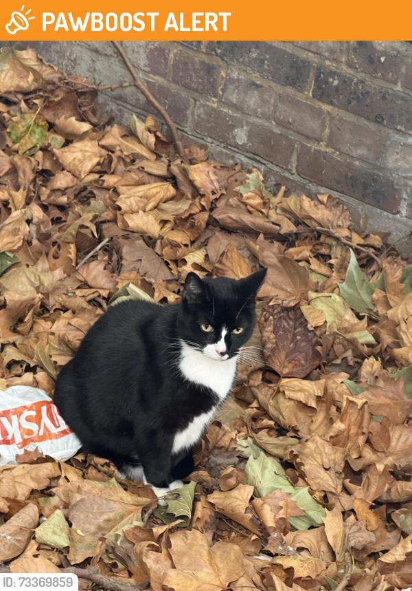 Found/Stray Unknown Cat last seen york way, Greater London, England N1 0AZ