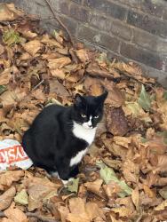 Found/Stray Unknown Cat last seen york way, Greater London, England N1 0AZ
