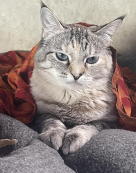 Lost Female Cat last seen Olive Avenue & Melrose, Vista, CA 92083, Vista, CA 92083