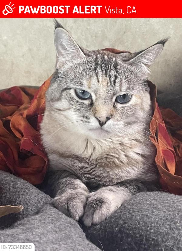 Lost Female Cat last seen Olive Avenue & Melrose, Vista, CA 92083, Vista, CA 92083