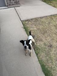 Found/Stray Male Dog last seen Ridgeland Oak and Obsidian, Fort Worth, TX 76120