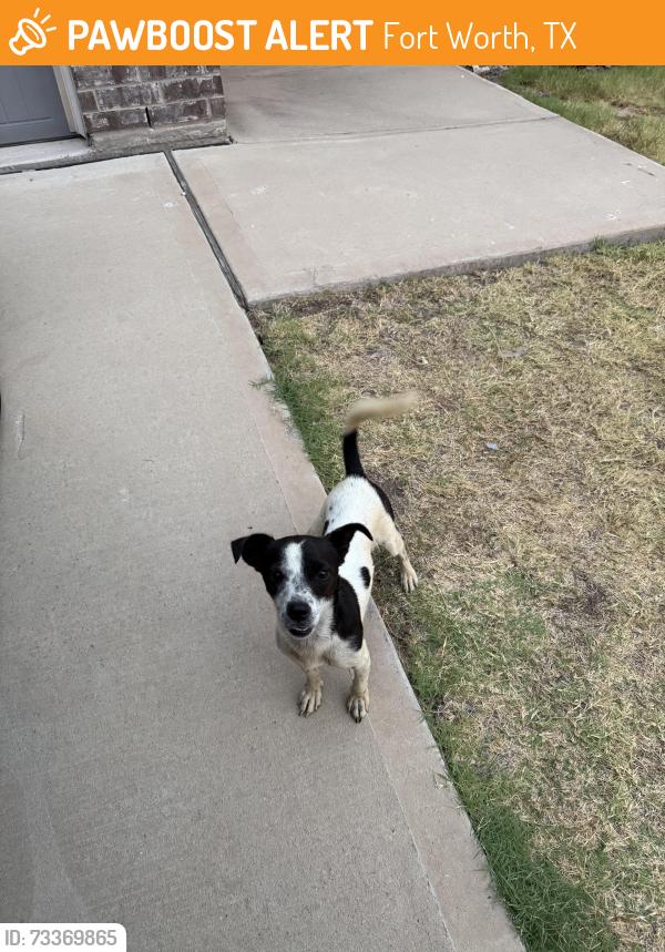 Found/Stray Male Dog last seen Ridgeland Oak and Obsidian, Fort Worth, TX 76120