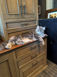 Lost Male Cat last seen Symphony Lane/Bavaria Road, Chaska, MN 55318