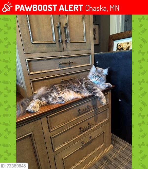 Lost Male Cat last seen Symphony Lane/Bavaria Road, Chaska, MN 55318
