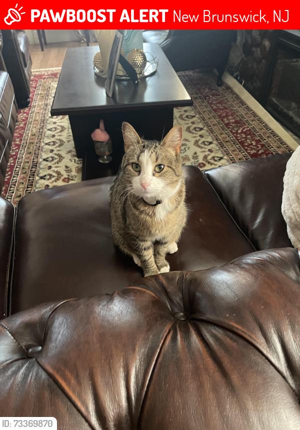Lost Female Cat last seen Around bar, New Brunswick, NJ 08901